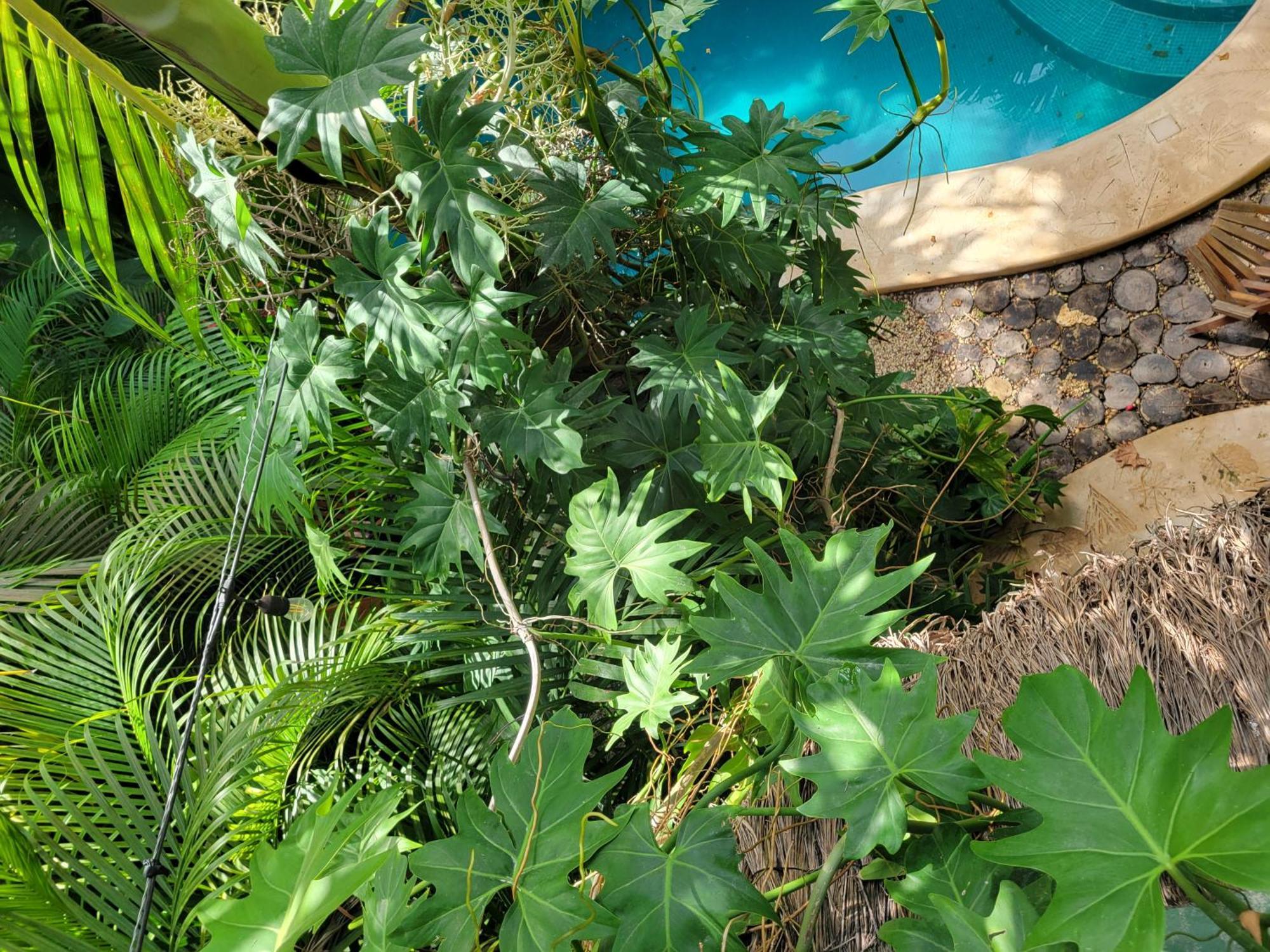 The Secret Garden Tulum Apartment Bagian luar foto